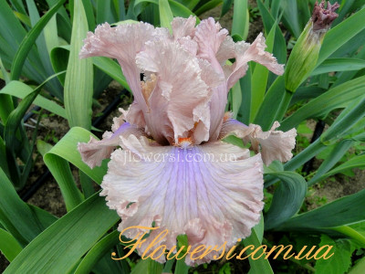 Ирис Свитли Санг (Sweetly Sung) 