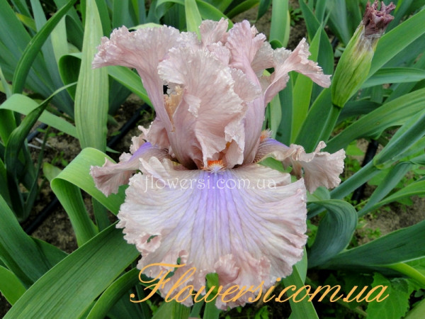 Ирис Свитли Санг (Sweetly Sung) 