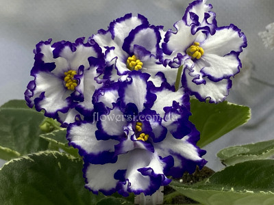 Фиалка ЛФ-Новолуние