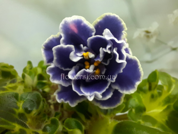 Фиалка ВаТ-Супер Сын Люкс