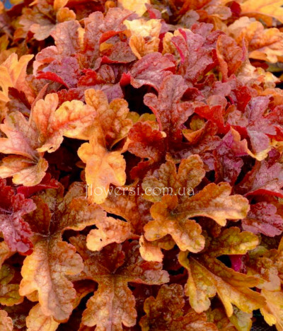 Гейхерелла Баттеред Рам (Buttered Rum)