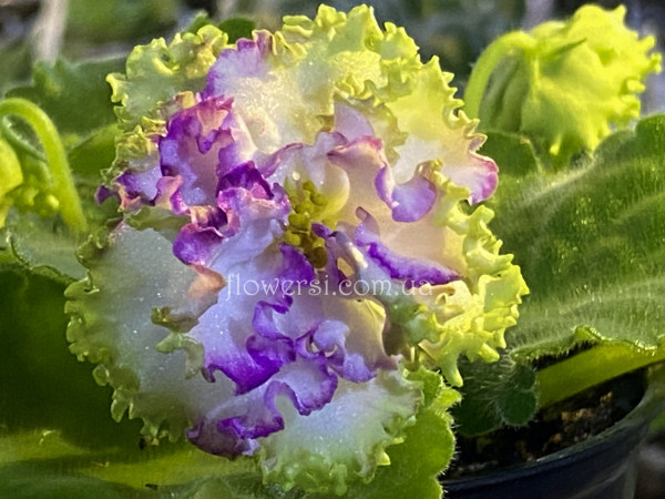 Фіалка АВ-Лучший Подарок