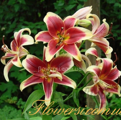  Лілія OT гібрид Red Hot