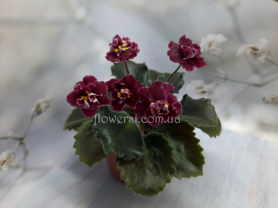  Фиалка НК-Душа Моя (сеянец)