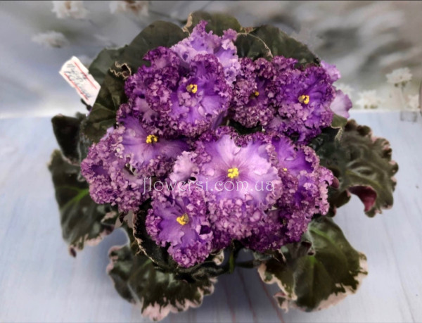 Фиалка НК-Граф Воронцов 