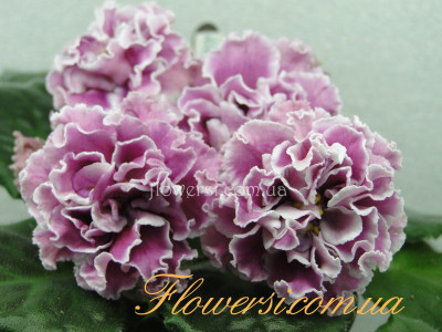 Фиалка ПТ-Катерина (Т.Пугачева) 