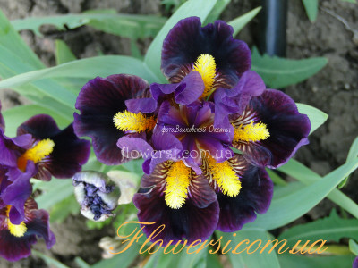 Ирис Зеп (Zap)