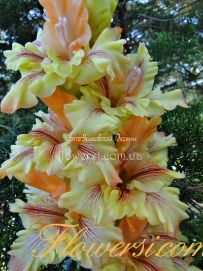 Гладiолус Хуун-Хуур-Ту