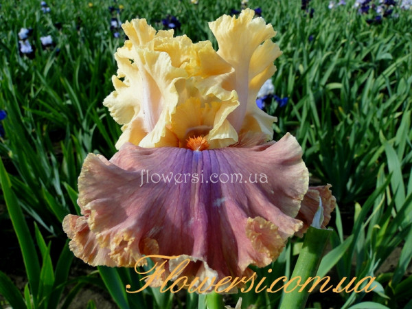  Ирис Гламазон (Glamazon) 