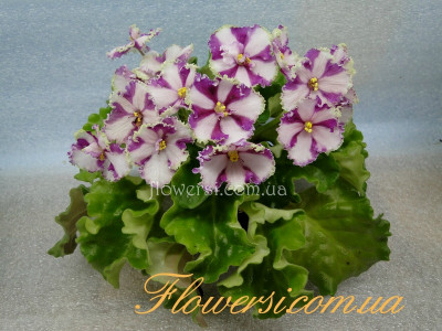 Фиалка Lyon's Crown Jewel (Sorano) химера.