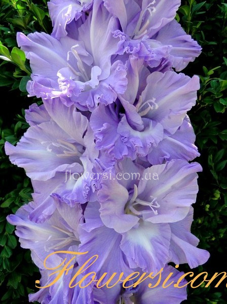 Гладiолус Адмiрал Ушаков 