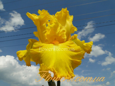 Ирис Амарилло Фрилз (Amarillo Frills)  