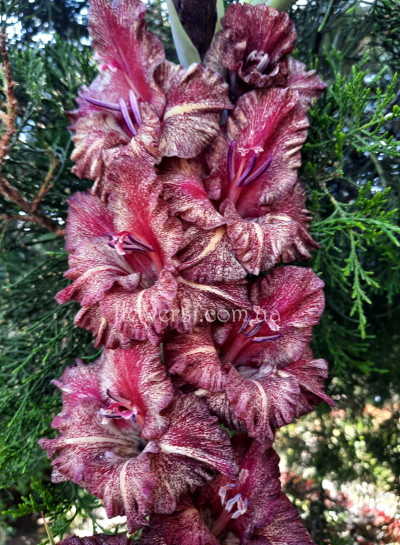 Гладiолус Эну Спелэс (Ену Спелес)