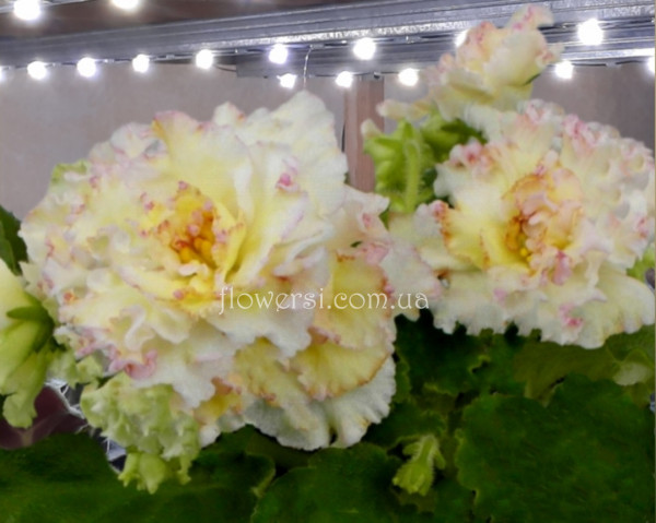 Фиалка АВ-Желтая Роза