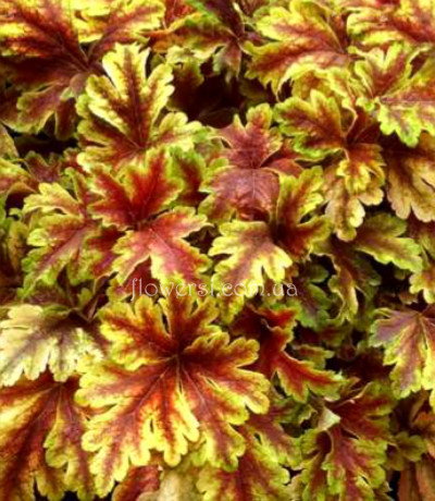 Гейхерелла Голд Зебра (Gold Zebra)