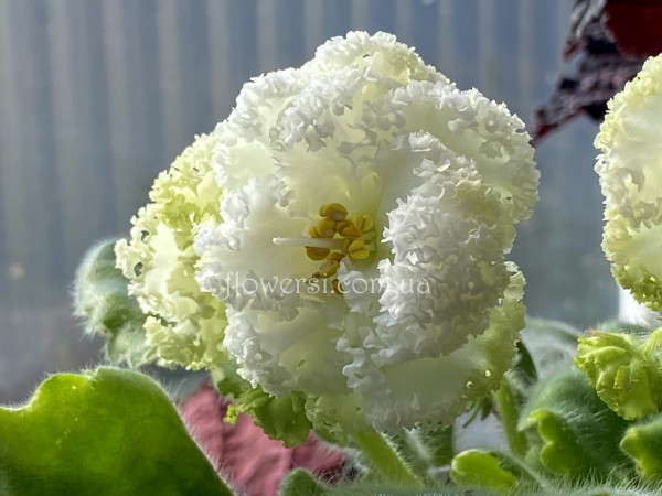 Фіалка НД-Маклюра