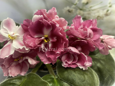  Фіалка НК-Козирна Дама 