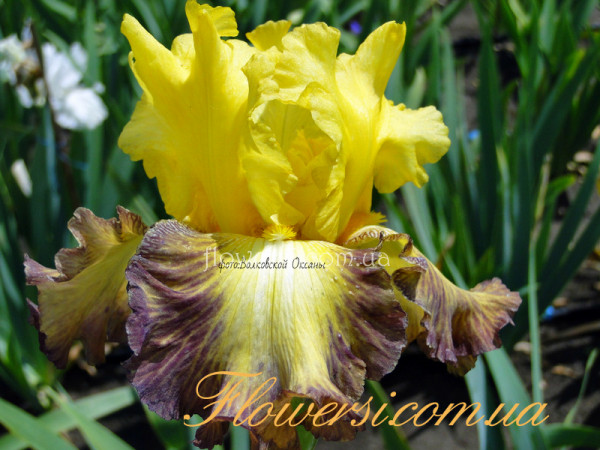 Ирис Руби Мун (Ruby Moon)