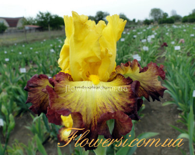 Ирис Саммер Шадов (Summer Shadow)