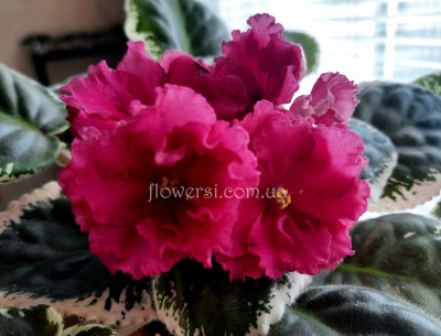  Фиалка НК-Смак Малини (Н.Козак) 