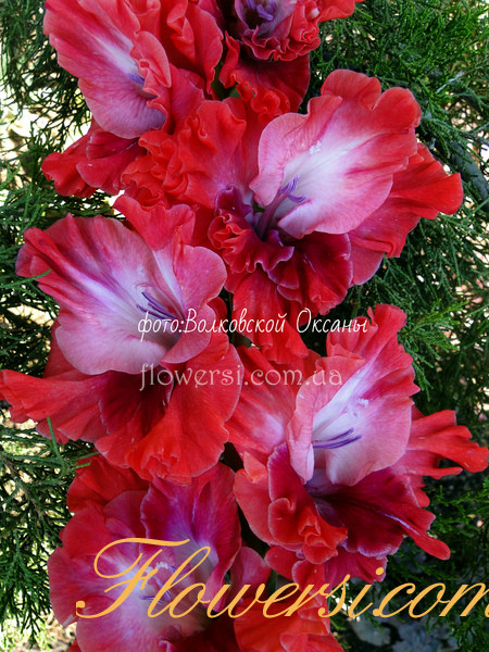 Гладiолус Граф Монте Крісто 