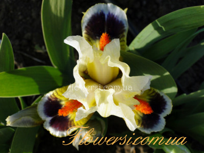 Ирис Хие Кам Клаун (Here Come Clowns)