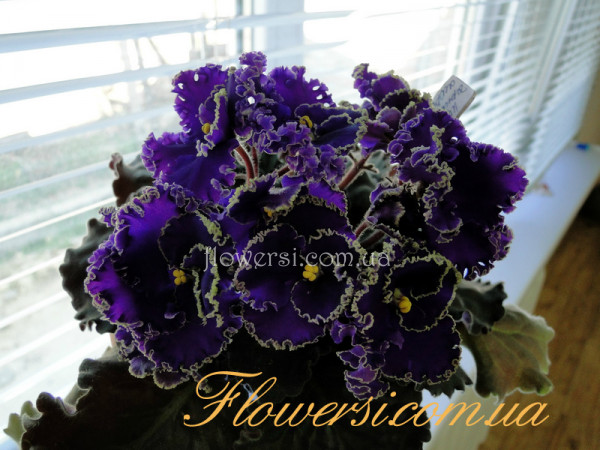 Фиалка  ИФ-Чёрное Море (И.Федорченко)