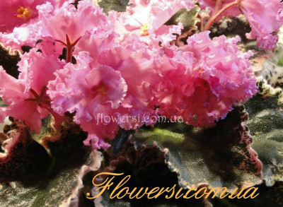 Фиалка Dolore's Raspberry Sunday  (Harrington)