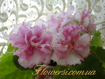 Фиалка ЛЕ-Радужные Блики 