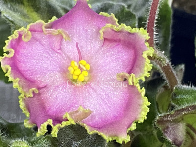 Фиалка ЕЛ-Юлия 