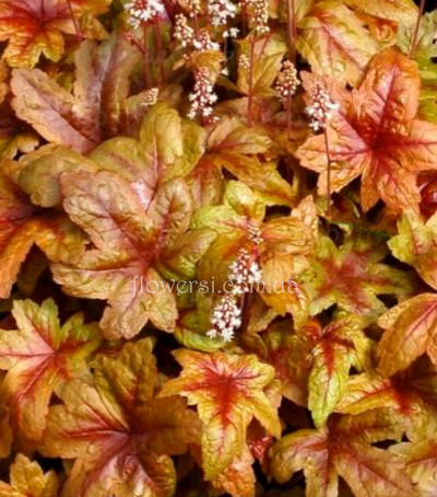 Гейхерелла Латунный светильник (Brass lantern)