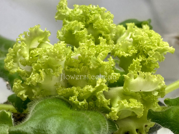 Фіалка НД-Изумруд