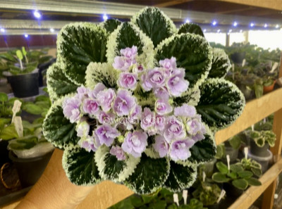 Фіалка Hunter’s Slippery When Wet (K.Muzalewski)