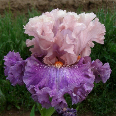 Ірис Friller (Фрилле)