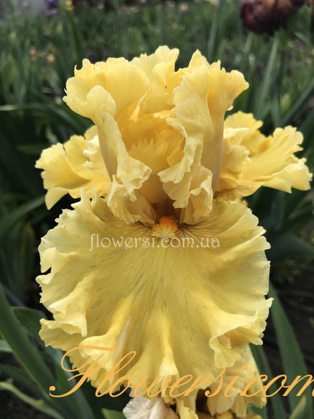 Ирис Аура Оф Гламе (Aura of Glamour)