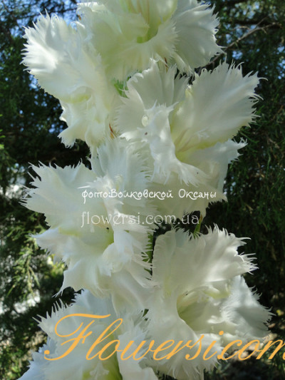   Гладiолус Білий ежик 