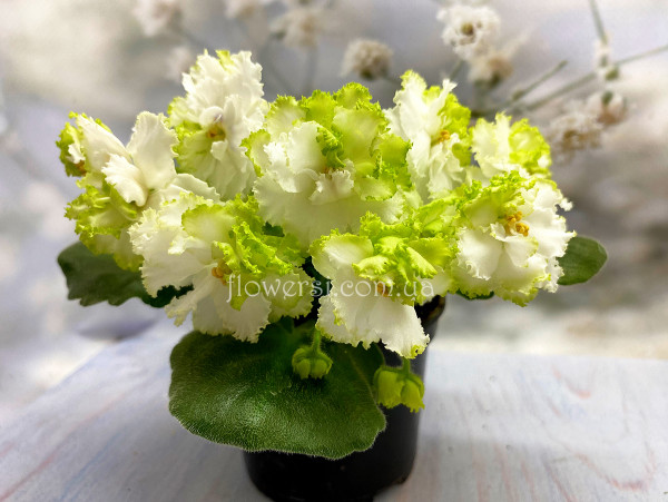  Фіалка АВ-Лайм (Фиалковод) 