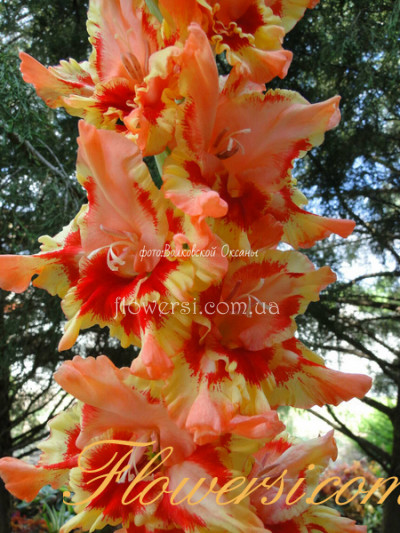 Гладiолус Каррібіан Сальса  