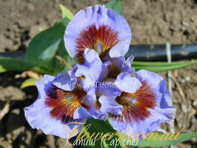 Ирис Капиш (Capiche)