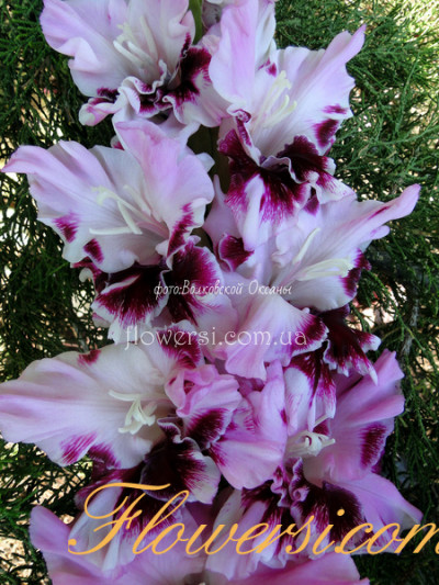 Гладiолус Крейзі Айдіа 