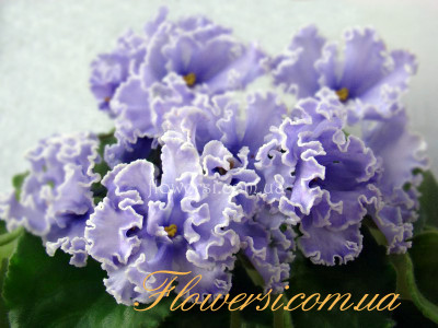 Фиалка ЕК-Наутилус 