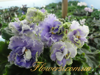 Фиалка РС-Белиссимо