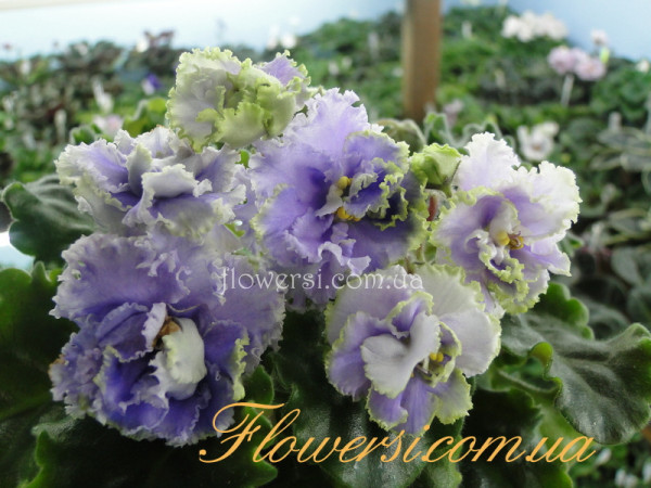 Фиалка РС-Белиссимо