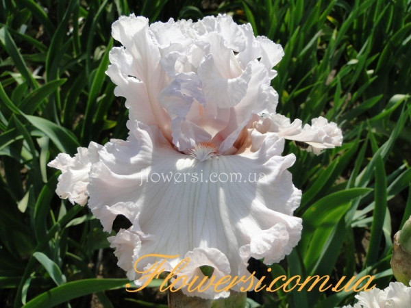 Ирис Райт Оф Песедж (Rite of Passage)