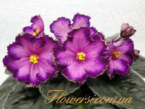 Фиалка Skeeter (Cochran)