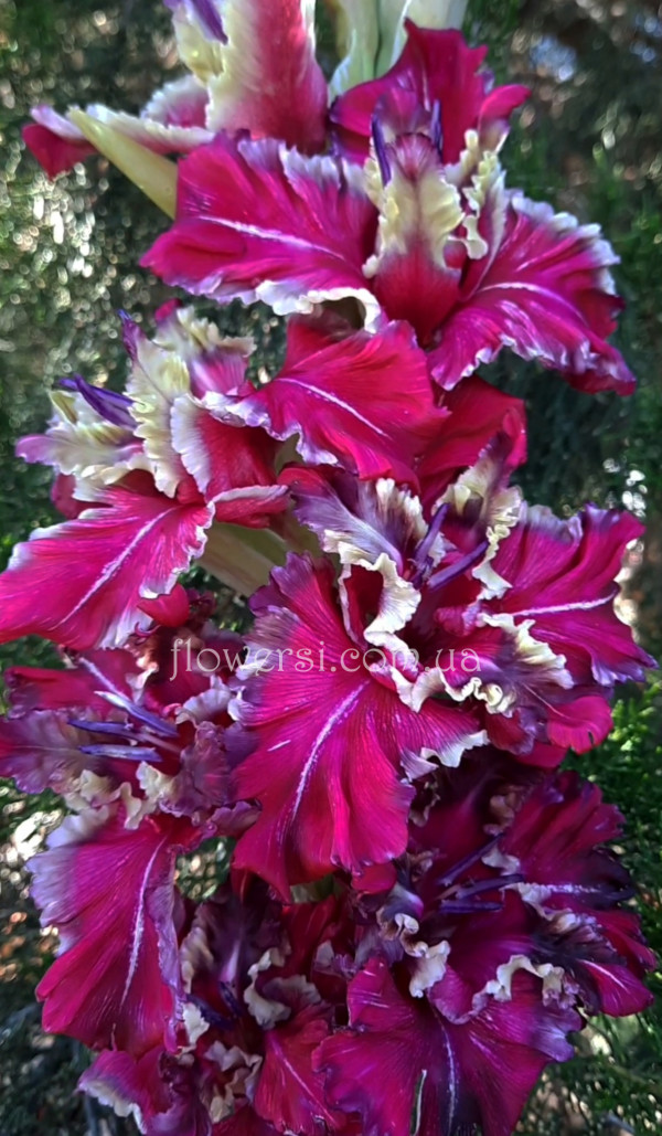  Гладiолус  Dаrts (Дарст) 