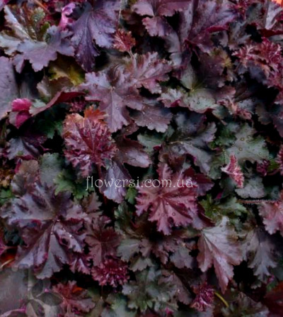 Гейхера Перпл Петикотс (Heuchera Purple Petticoats)