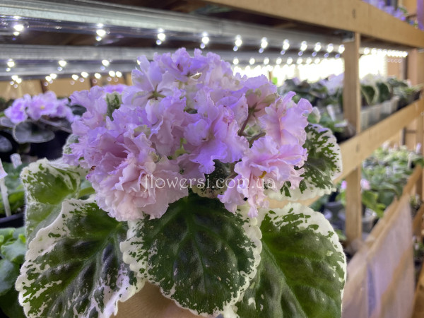 Фіалка  КО-Абрикосовый Пунш