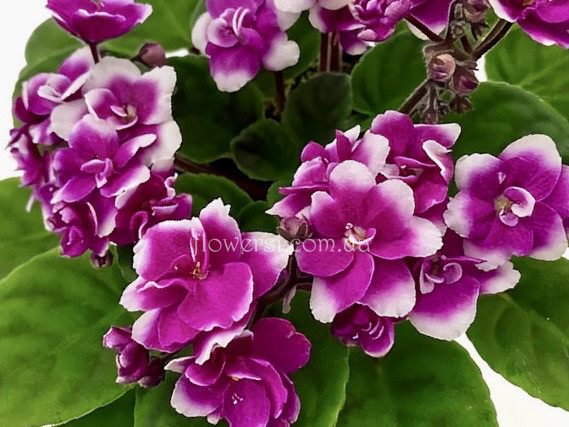 Фіалка Optimara LooXo 'Glamorous 