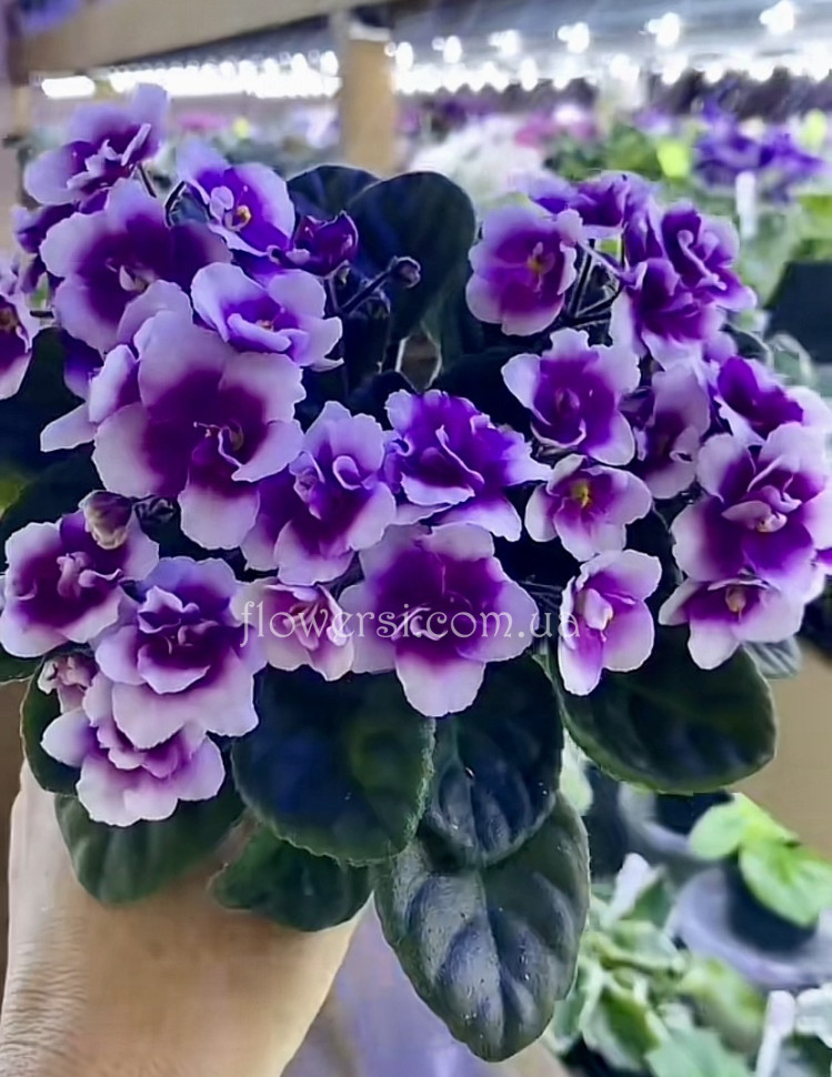 Фіалка Optimara LooXo 'Glamorous 